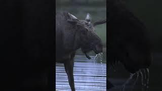 Thirsty moose 🫎 #wildlifephotography  #animals #nature