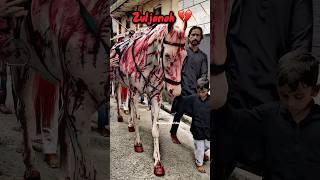 Zuljanah #shorts #explore #videos #zuljanah #azadari #muharrm #karbala #viral #trending