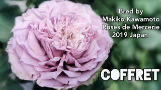 COFFRET ROSE plant by Makiko Kawamoto 2019 Japan Roses de Mercerie バラ コフレ 河本バラ園 ローズドゥメルスリー