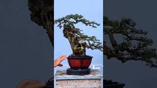 INSPIRASI BONSAI (86) #shorts #bonsai #bonsaitree #art