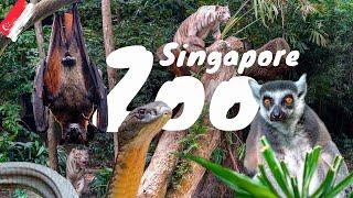 El MEJOR ZOO de ASIA! Aquí NO HAY REJAS! + Datos básicos - Singapur #3