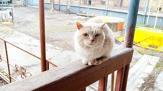 Сравнил ëлочки с двух районов и сделал выводы в дождливый день
