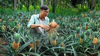 Mỗi bữa một quả: Thu hoạch dứa và nấu bữa ăn thơm khắp khu vườn | Bùi Ngọc Quang