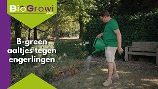 B Green | Bescherm je gazon met aaltjes tegen engerlingen!