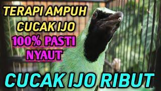 CUCAK IJO RIBUT, SUPER SUPER PASTI NYAUT, GAK BUTUH LAMA