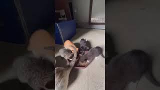 승질고양이 #밥은내꺼 #고양이 #산골감나무집