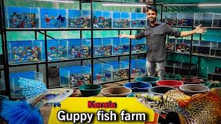 Kerala’s Top Guppy Breeder – 50+ Varieties You’ll Love! | தமிழ் 