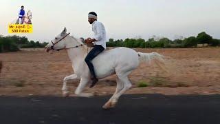 Riding Star Rajal & Mr. કણબી  Mitul Patel 500 Patan Karan Asav Farm horse lover horse rider