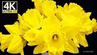 Daffodil (Narcissus) 4K Timelapse 60fps