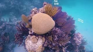 Snorkeling off Tamarindo Beach in Culebra, Puerto Rico