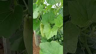 Bottle gourd 10.12: enjoy rural life, gardening & nature #rurallife #garden #nature