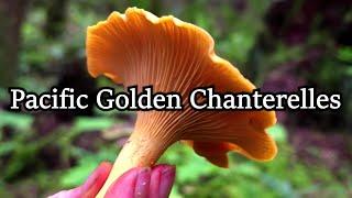 Golden Chanterelle Harvesting & Cleaning | Beautiful Mushrooms!