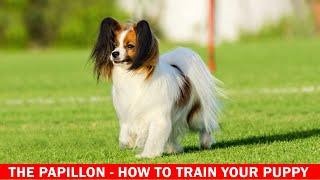 THE PAPILLON - HOW TO TRAIN YOUR PUPPY