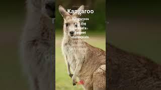 3 things about kangaroos you never knew#shorts #animalmustknowfacts #subscribe