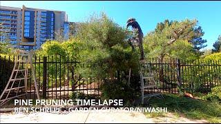 Niwaki Pine Pruning Time-Lapse - Japanese Gardening Techniques