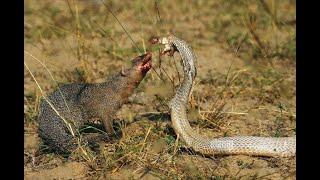 Dangerous Mongoose vs Black Cobra | Deadly mongoose and cobra ultimate fight !!!