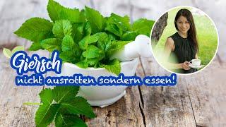 Giersch erkennen –  Wildkraut und echtes Superfood - nicht ausrotten sondern essen #wildkräuter