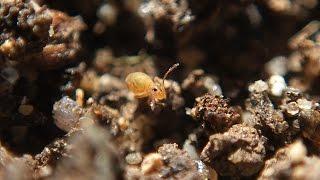 Robert Boyd Wildlife Vlog 33