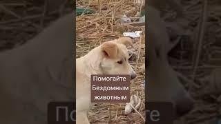 Помощь бездомным животным/ добро/