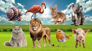 Bustling Animal World Sounds Around Us : Cat, Pig, Lion, Snail, Rabbit, Bird, Koala