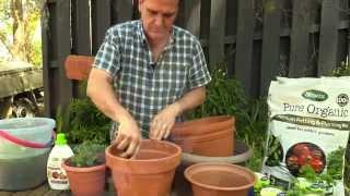 Grow Organic Potted Herbs