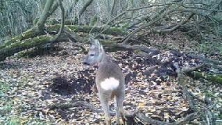 Rehwild - Bockkitz aus 2015 äst im Tageseinstand