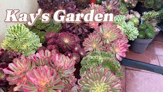 Kay's Garden Tour - November 2024