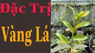 Trị Vàng Lá Trên Hoa Lan Sau Hai Lần Sử Dụng | Hoa Lan Xuân Tiến