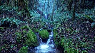 Relaxing Rain Noise + Forest Stream ️  Water Sounds for Sleeping