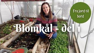 Blomkål fra jord til bord  | Del 1 - SÅ