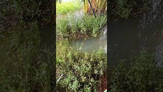 mancing ikan mas double strike #mancing #ikan #viralvideo #rawa  @Fikta48