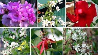 TOP 10 Summer Flowering Creepers & Climbers Plants