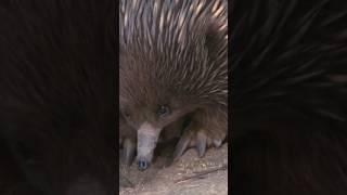 The Echidna: A Unique Animal Native to Australia