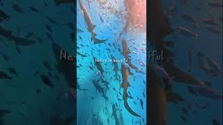 Берегите природу  #путешествия #travel #ocean #океан #shark #туризм