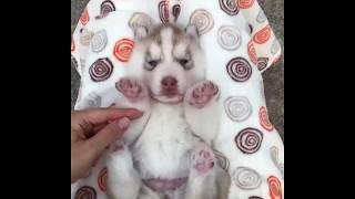 Lovely Baby Husky