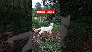 Kitten Patroli