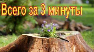 Как легко избавиться от ненужного пня . Всего за 3 минуты. способ удаления пня без корчевания !