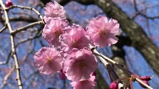 Розовая плакучая сакура Prunus Pendula - NYBG, April 22, 2018