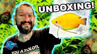 SUPER FUN LIVE FISH UNBOXING! Pauls Aquariums ~