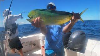 Fly Fishing for Dolphin, aka Mahi-Mahi, Almacos in Sargassum off Cape Lookout NC with Capt Dan Comte