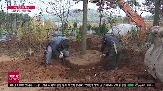 충남방송뉴스 - 국내 최초 ‘서산 청벚꽃’···“이제 마음껏 감상하세요”(2021.11.03)