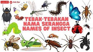 BELAJAR NAMA SERANGGA DALAM BAHASA INGGRIS | NAMES OF INSECT LEARN ANIMALS NAMA BINATANG NAMA HEWAN