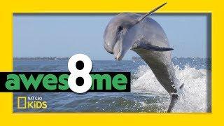 Incredibly Clever Creatures | Awesome 8