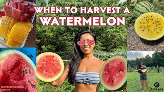 WHEN TO PICK A WATERMELON  - Organic NC Backyard Garden zone 7b