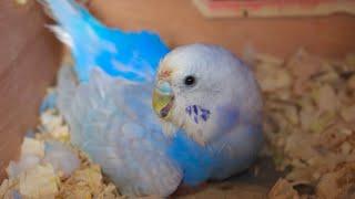 Budgie Breeding Update | Mumble & Maple