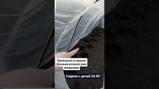 Дыни на Урале | Первый опыт | Агроном на минималках #деревня #изгородавдеревню #садогороддача