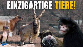 10 Einzigartige Tiere, Von Deren Existenz Sie Nicht Glauben Werden! | Dokumentarfilm | Doku Reise