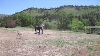 Fell Pony stallion Kinniside Asi liberty walking