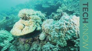 Saving the coral reef | TechKnow