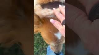Video of adoptable pet named Tex